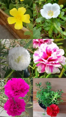 VENDO PLANTA ONZE HORAS (portulaca) 