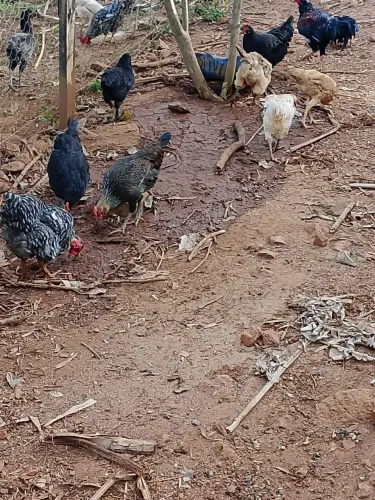 Galinha caipira 100 R$
