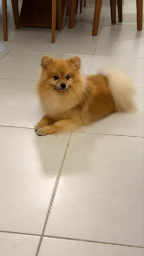 Lion procura namorada( Spitz alemão ) Lulu da pomerania