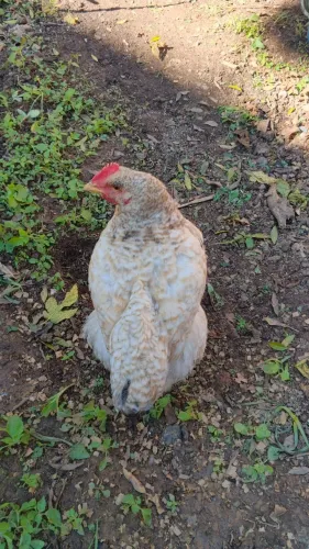 Venda de franguinhos 