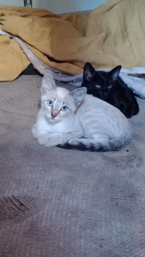 Gatos para doação 