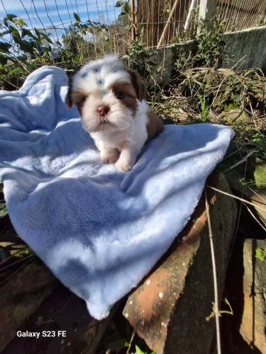 Shih tzu macho mini