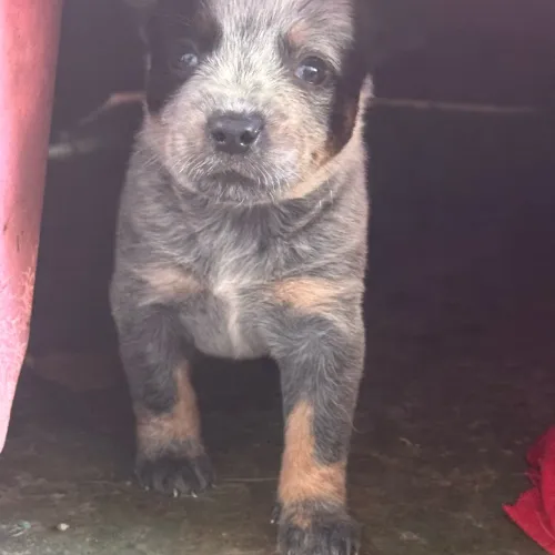 Australian cattle dog / Heeler