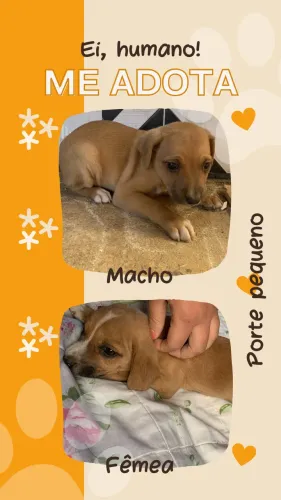 Adoção Filhote Porte Pequeno