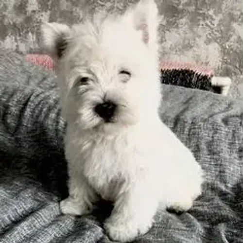 West Terrier Filhote Branco Muito Lindo