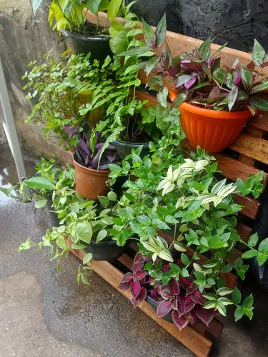 Verticais de plantas 80 por 80 cm