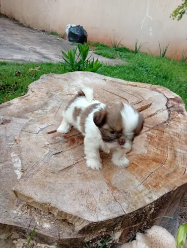 Vendo filhote shiatsu fêmea 