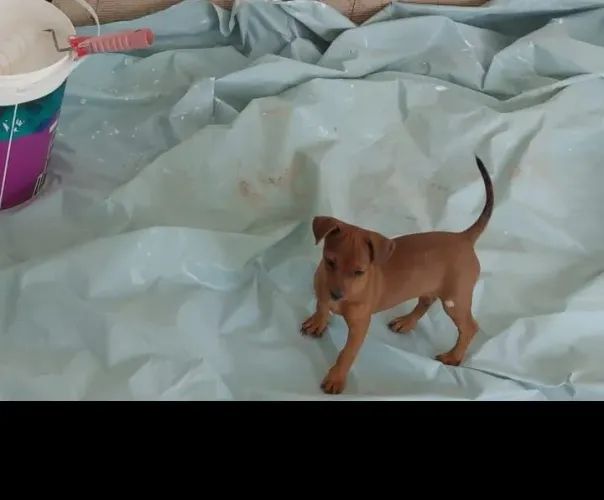 Filhote de cachorro pinscher fêmea n°1