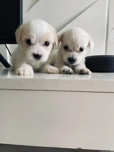 Poodle toy machinhos 