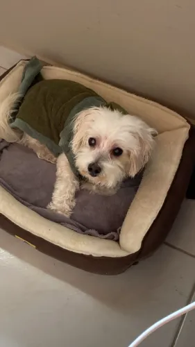 Doação de Cachorro 