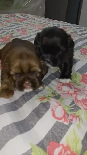 Vendo filhotes de Shitzu