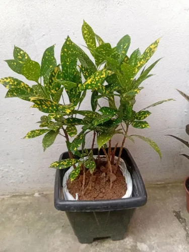 Diversas Mudas e variedades de plantas