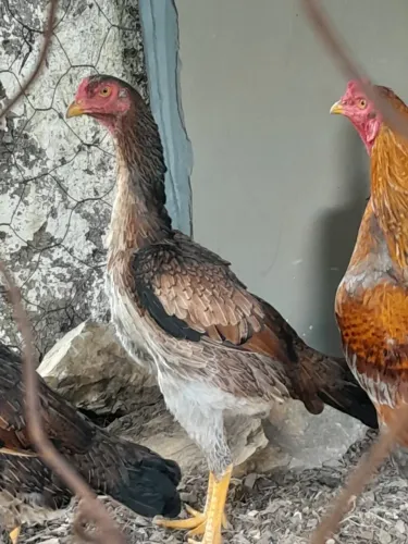 Frangas índias shamo puras
