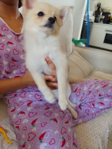 Lulu da Pomerânia 