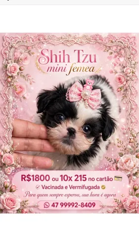 Vendo linda Shitzu 