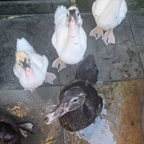 PATOS