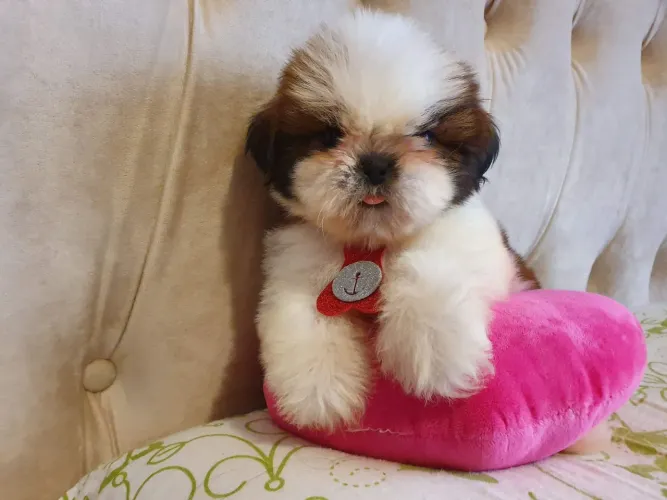 Lindo filhote de shih tzu macho