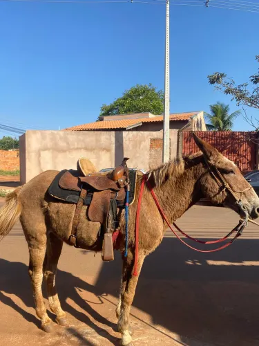 mula pra venda!