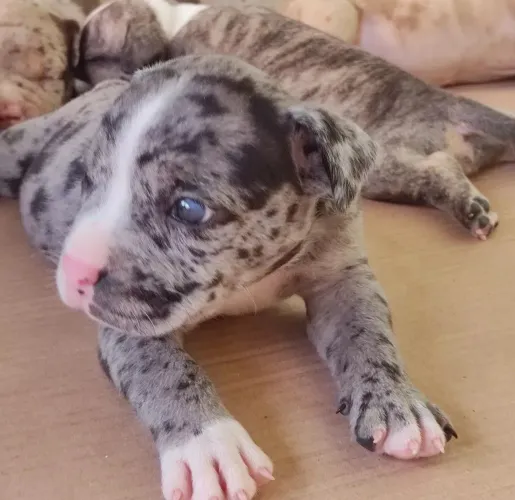 American bully exotic