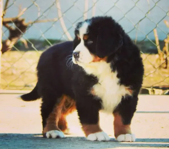 Bernese Mountain Dog,Bernese Mountain Dog Filhote Muito Amoroso e Dócil