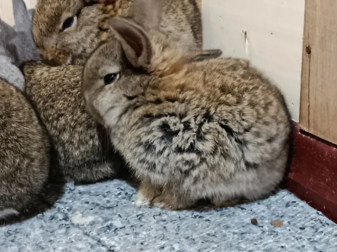 Coelhos a venda