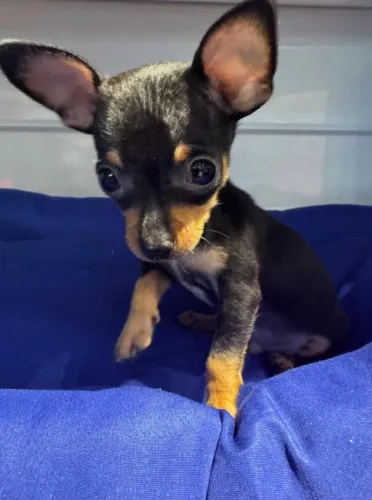 Pinscher Zero micros