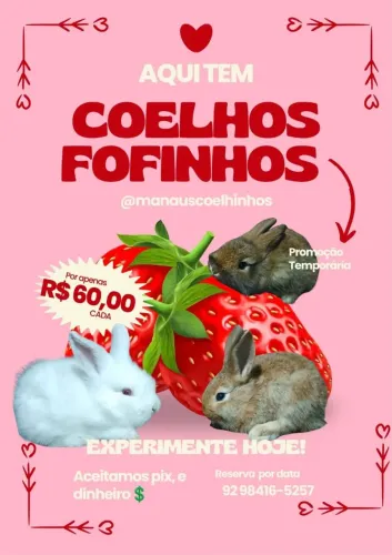 Coelhos Fofos
