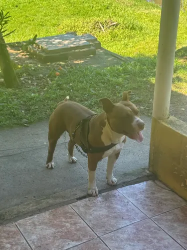 Doa-se Pitch bull red nose