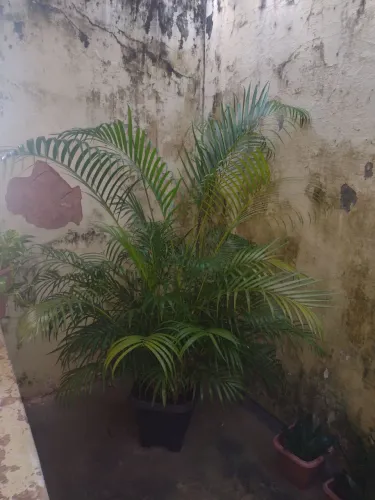 Plantas naturais 