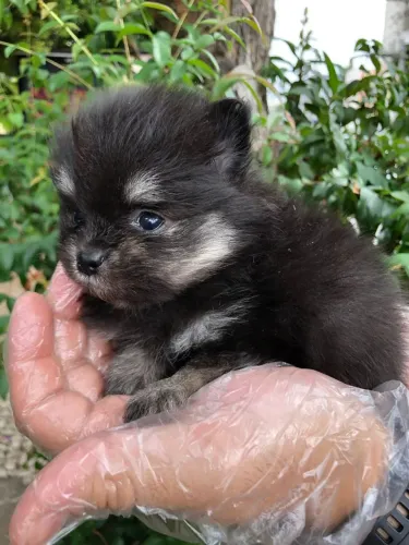 Filhote de spitz alemão o floquinho que faz qualquer família sorrir