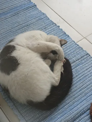 Doação de pet