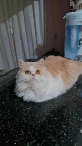 Gata persa procura namorado