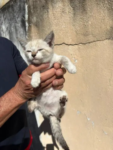 Doação de Gatos Filhotes 