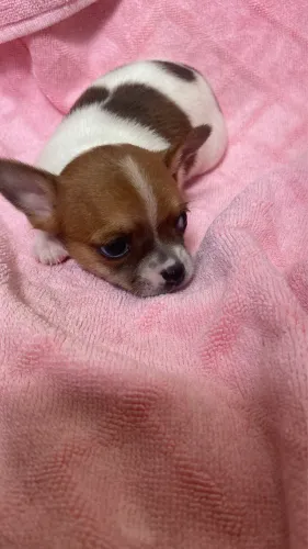 Chihuhahua macho