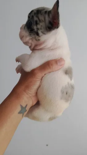 Cachorro