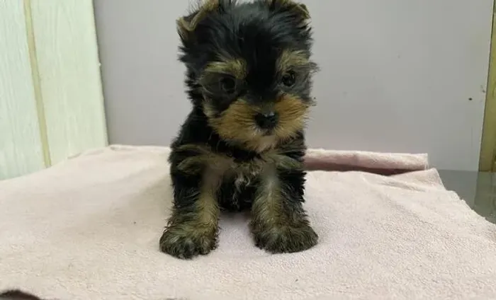 Cãozinho yorkshire companheiro leal com saúde em dia e dócil