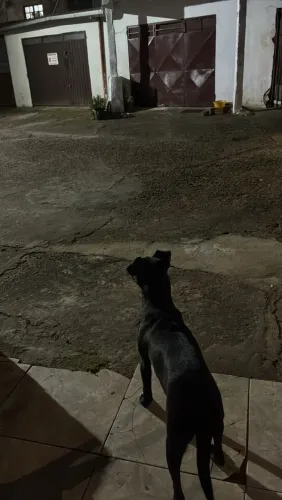 Cachorrinha para doação 