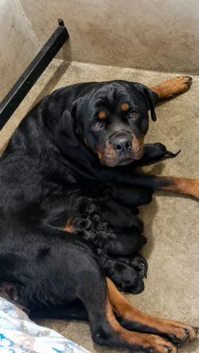 Filhotes de rottweiler disponível