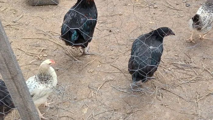 Vendo galinhas, em Parnamirim