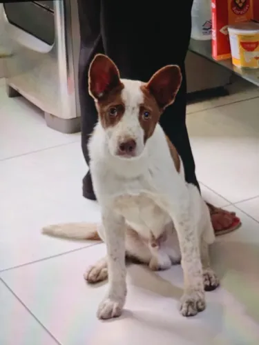 Doação filhote mistura com border collie adoção, doa-se