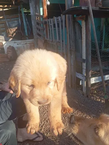 Cachorro 