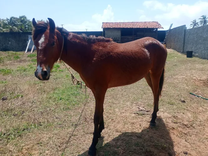 pordo castanho marca branca na cara