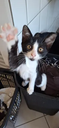 Gatinho para doação