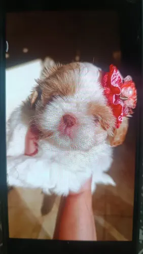 Shih-tzu 