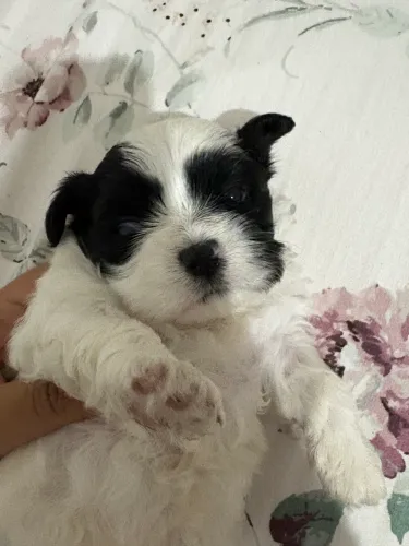 Filhote Shih Tzu