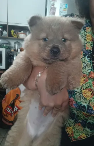Filhote Chow Chow fêmea
