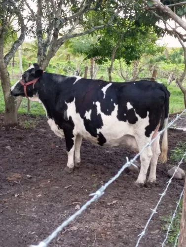 Vaca leiteira