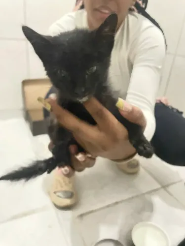 Gato filhote para doação 