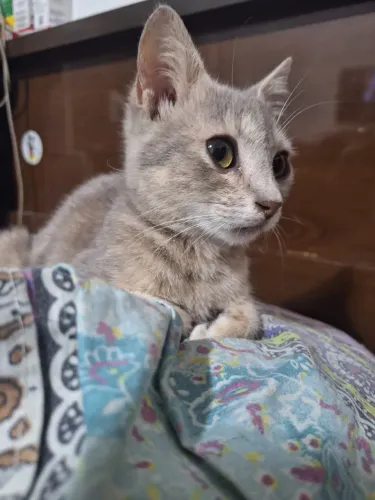 Gatinha linda para adoção 