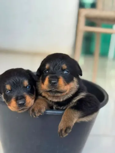 Rottweiler Filhotes com muito charme e personalidade